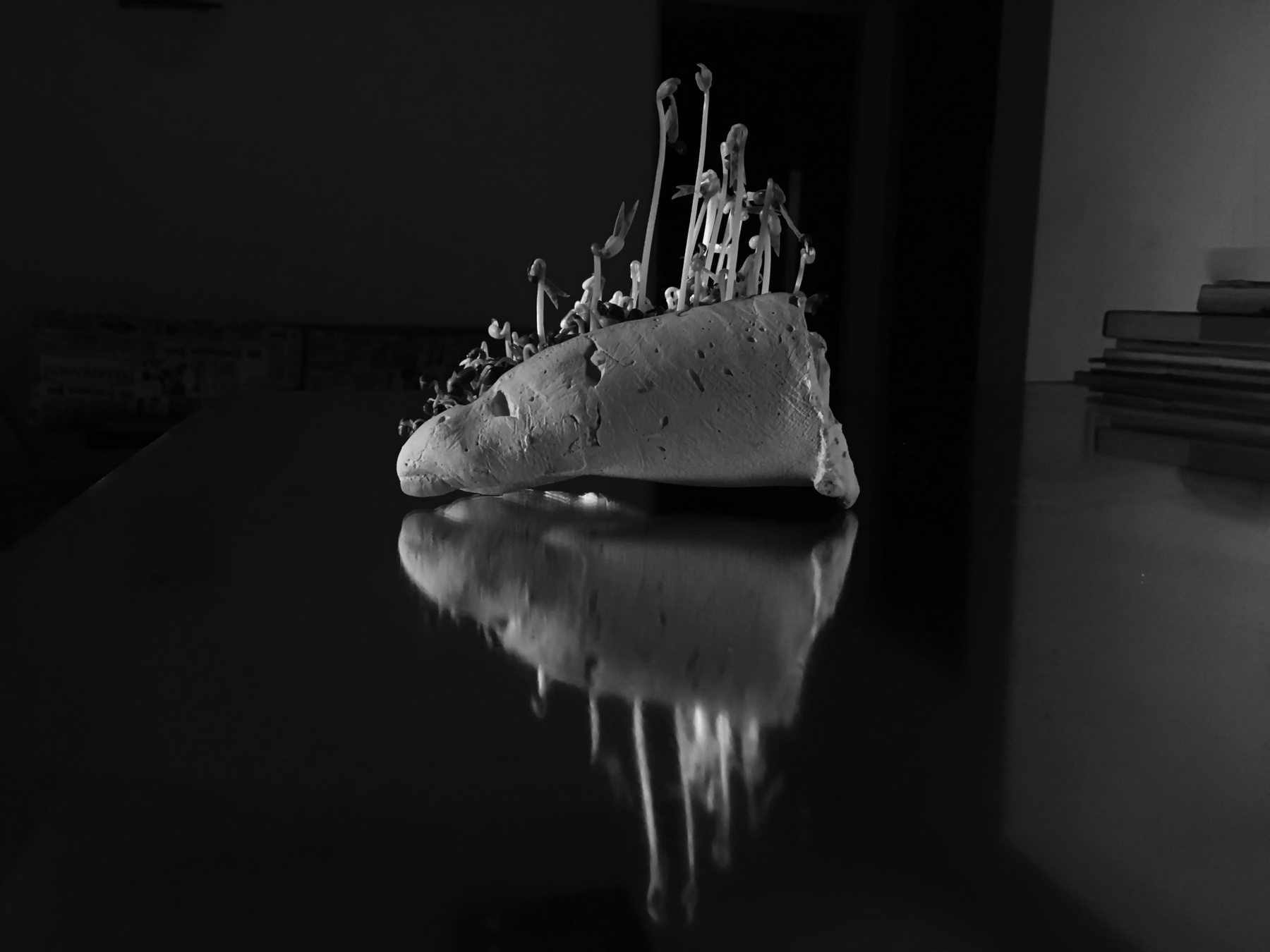 A plaster cast of a foot sprouting seedlings, reflected on a dark surface, in black and white